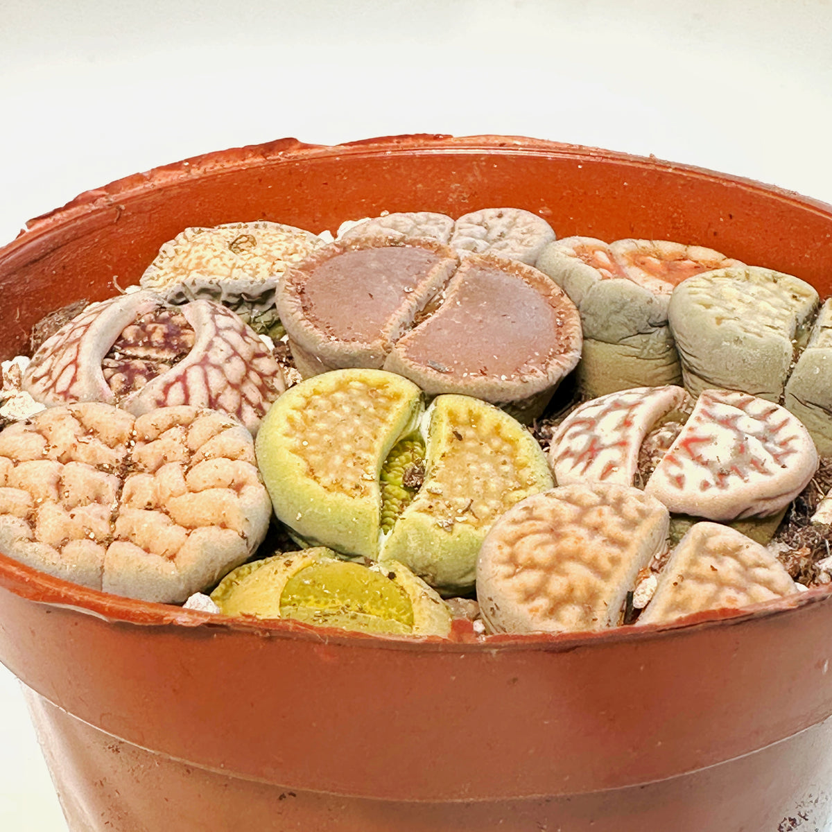 10pcs Mixed Lithops – Living Stones-Chic Chic Plants