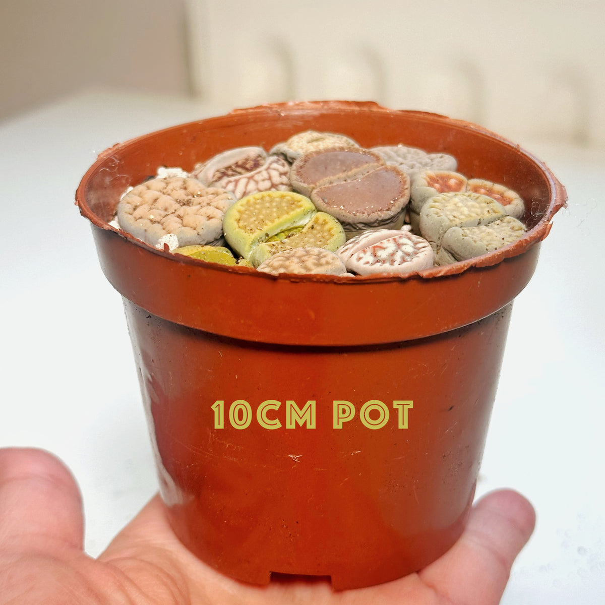 10pcs Mixed Lithops – Living Stones-Chic Chic Plants