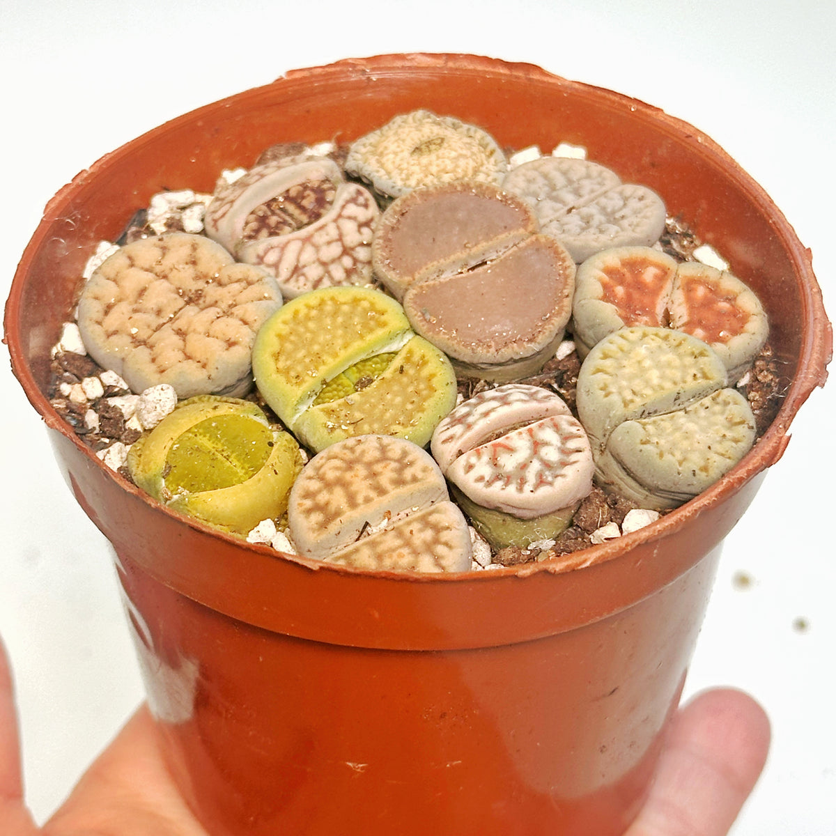 10pcs Mixed Lithops – Living Stones-Chic Chic Plants