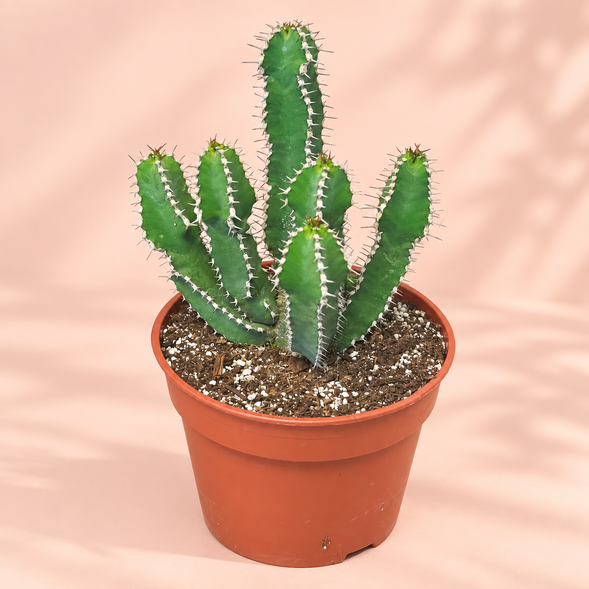 24-29cm Euphorbia Polyacantha in 18cm Pot, Cactus Succulent Houseplants