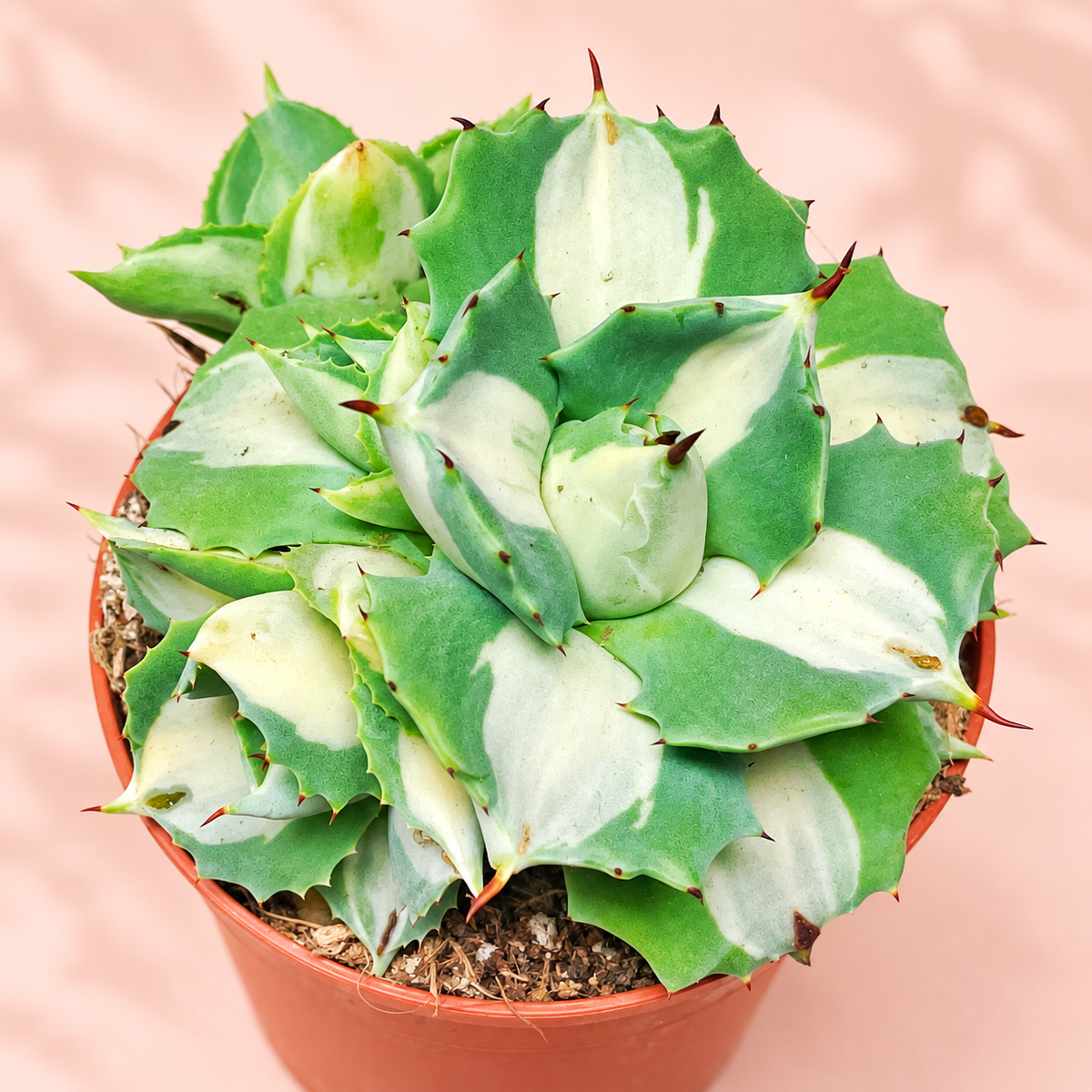 Agave potatorum ‘Ouhi-Raijin Variegata’ Succulent – Compact Rosette Plant in 8.5cm Pot