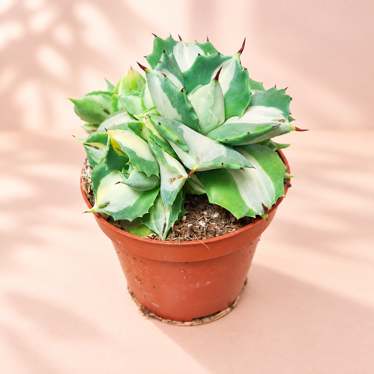 Agave potatorum ‘Ouhi-Raijin Variegata’ Succulent – Compact Rosette Plant in 8.5cm Pot