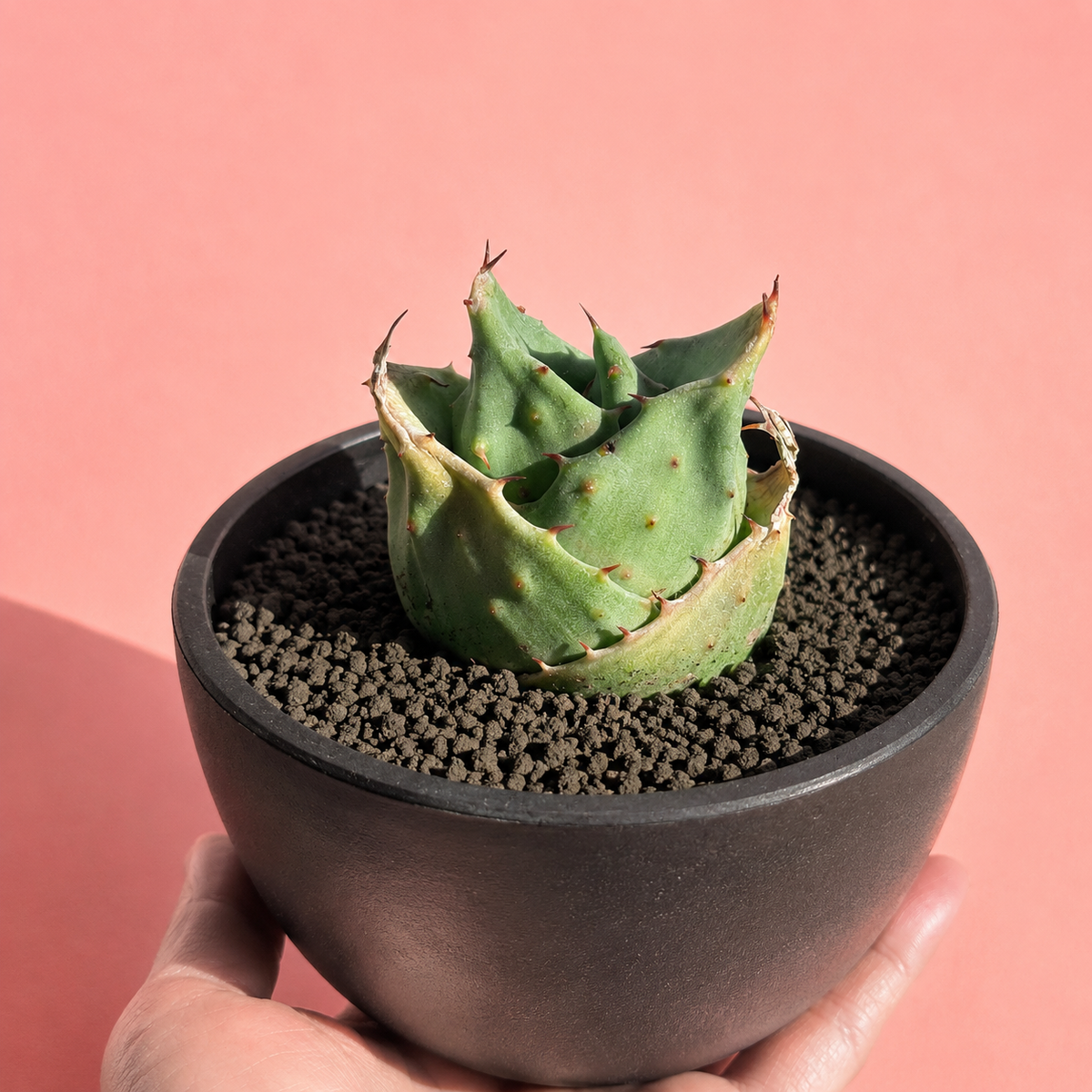 Aloe 'Yuanbao' | Rare Compact Aloe Succulent | Bare Root Collector Plant

