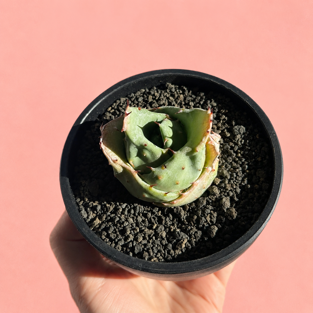 Aloe 'Yuanbao' | Rare Compact Aloe Succulent | Bare Root Collector Plant
