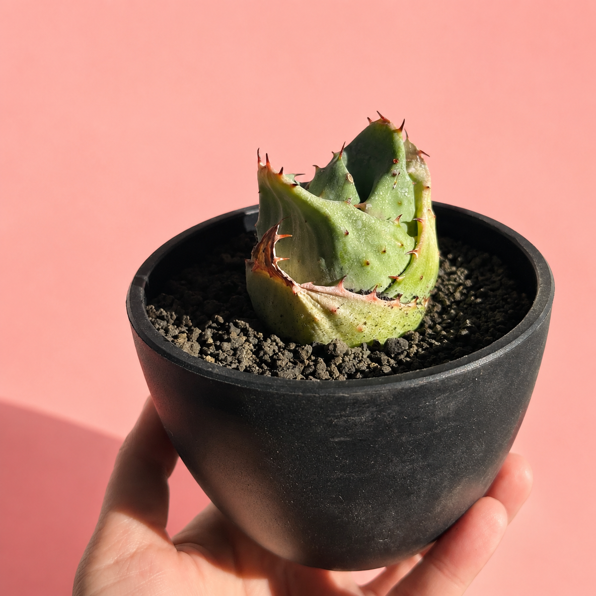 Aloe 'Yuanbao' | Rare Compact Aloe Succulent | Bare Root Collector Plant
