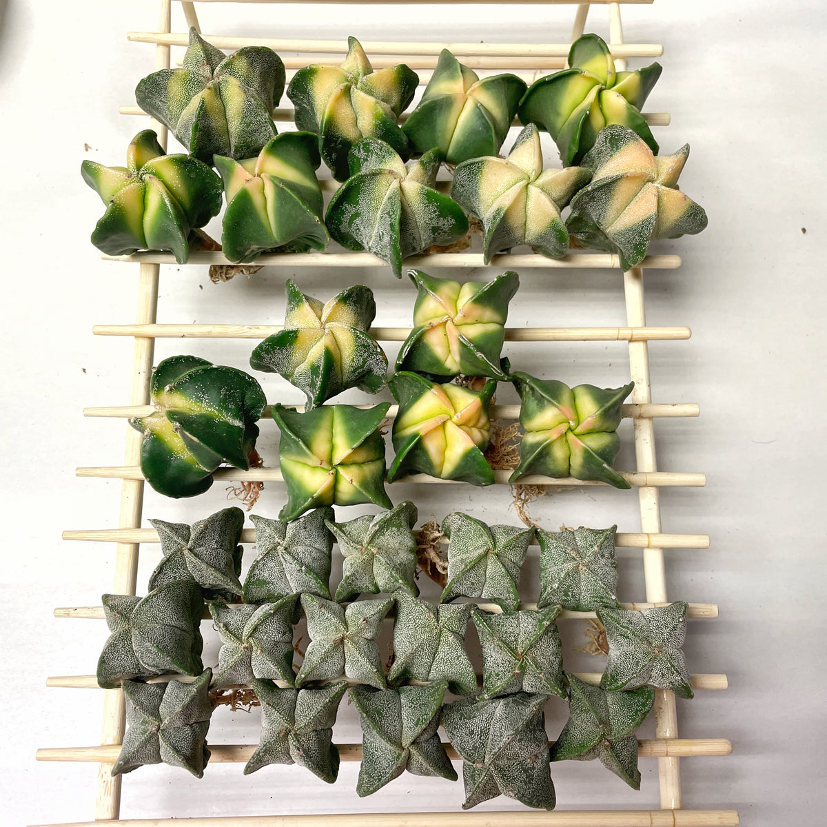 Astrophytum Myriostigma Variegated – 0
