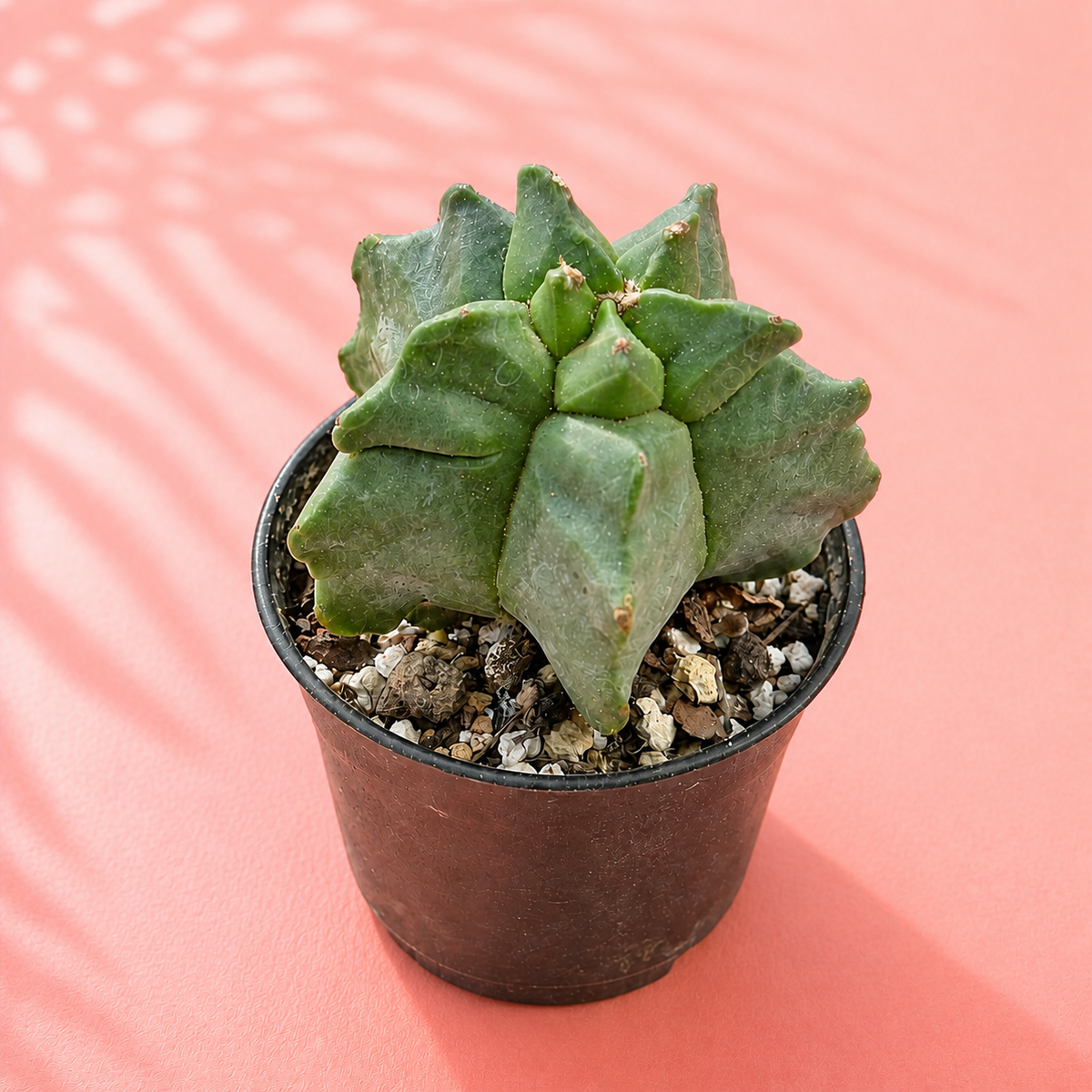 Astrophytum myriostigma Kikko – Turtle Shell Collector Cactus