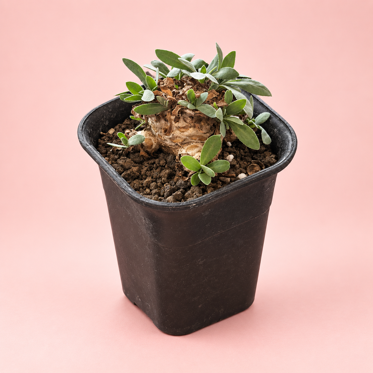 Baby Othonna lepidocaulis Caudex Succulent | Rare Collector Plant Gift, Plant lover Gift