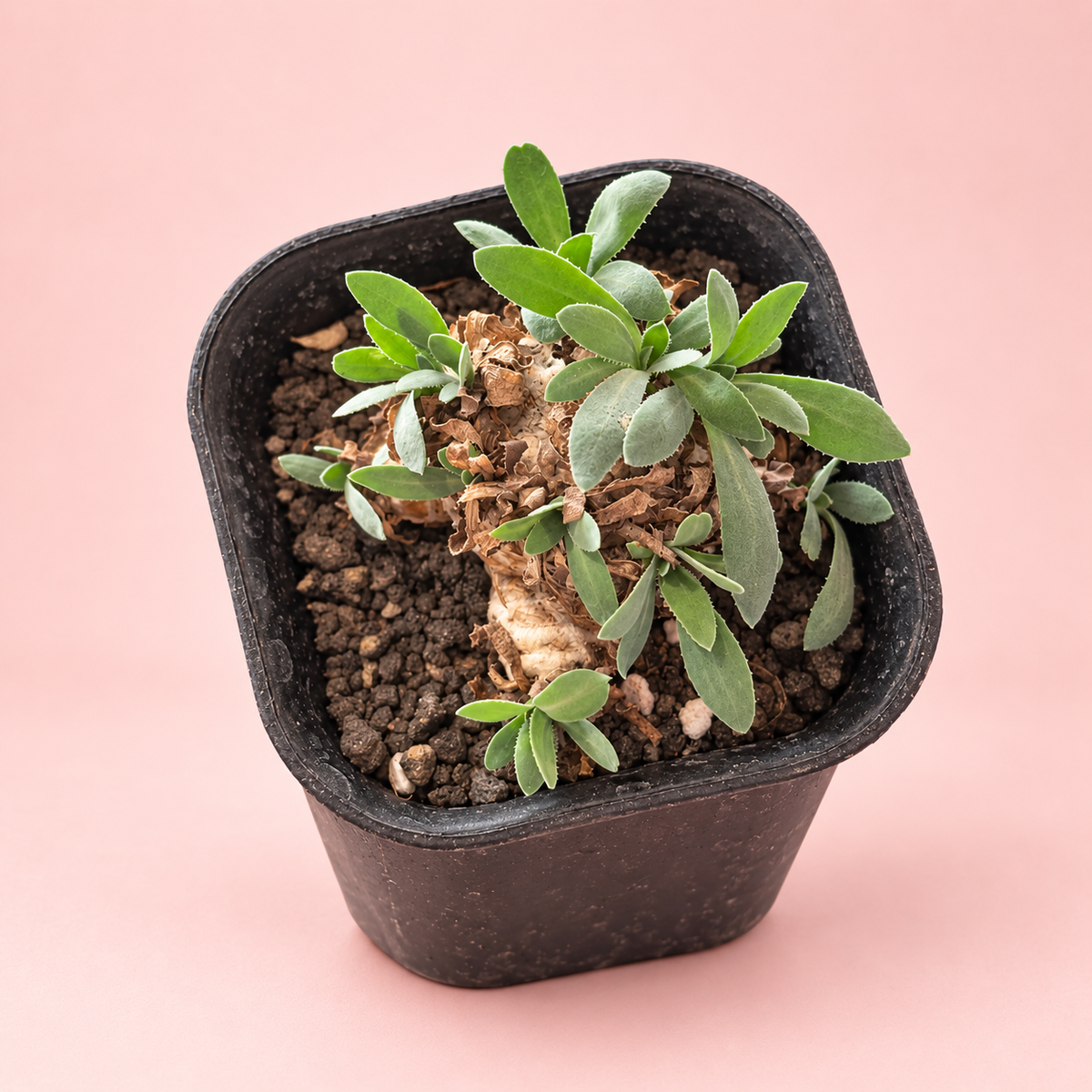 Baby Othonna lepidocaulis Caudex Succulent | Rare Collector Plant Gift, Plant lover Gift