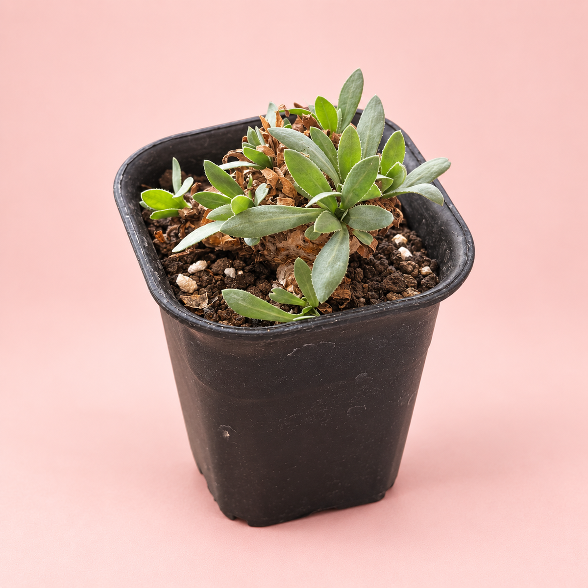 Baby Othonna lepidocaulis Caudex Succulent | Rare Collector Plant Gift, Plant lover Gift