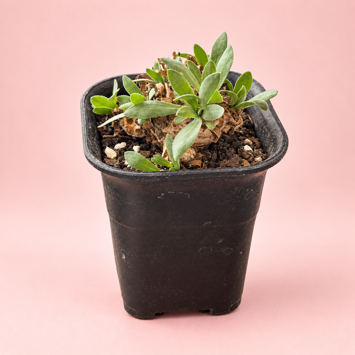 Baby Othonna lepidocaulis Caudex Succulent | Rare Collector Plant Gift, Plant lover Gift