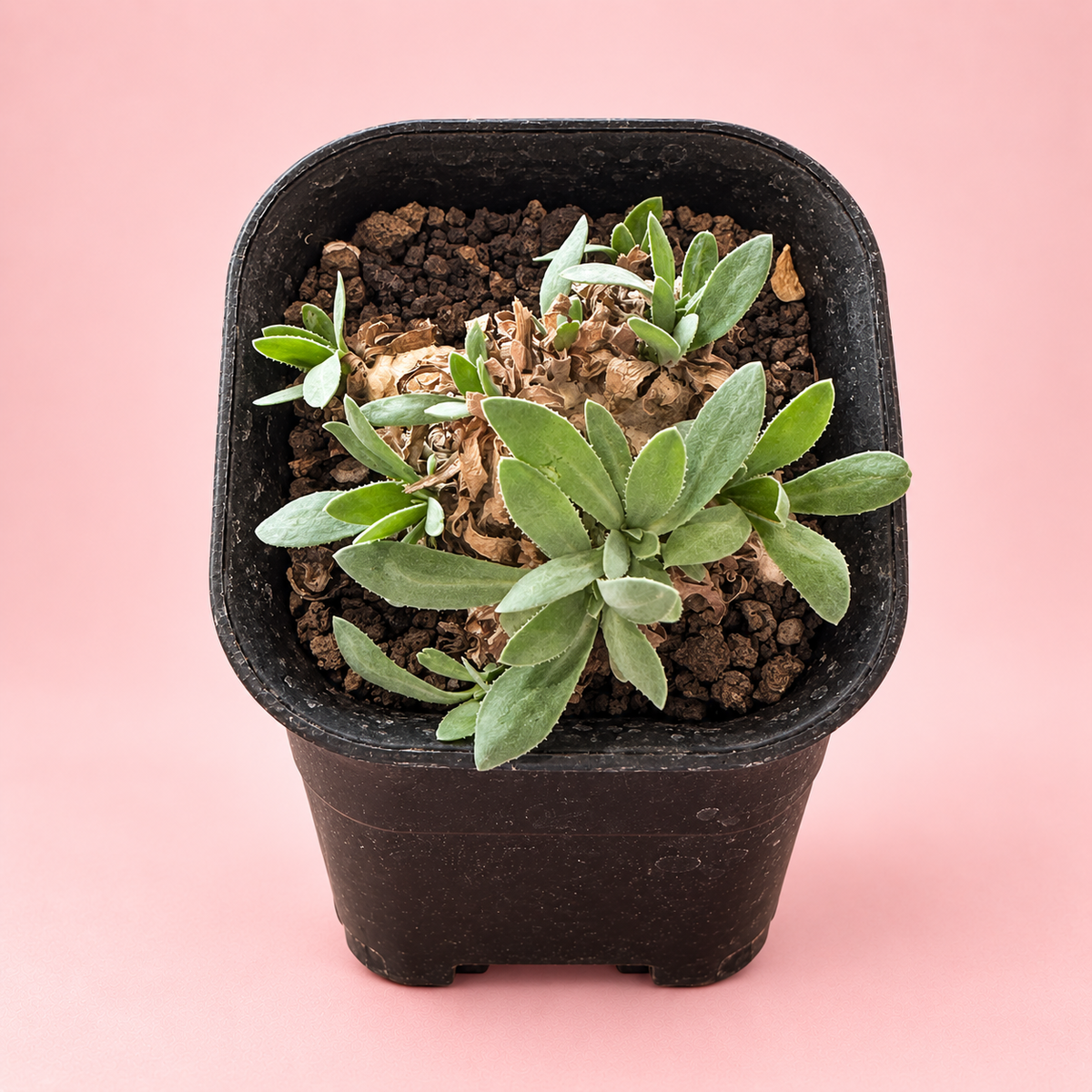 Baby Othonna lepidocaulis Caudex Succulent | Rare Collector Plant Gift, Plant lover Gift