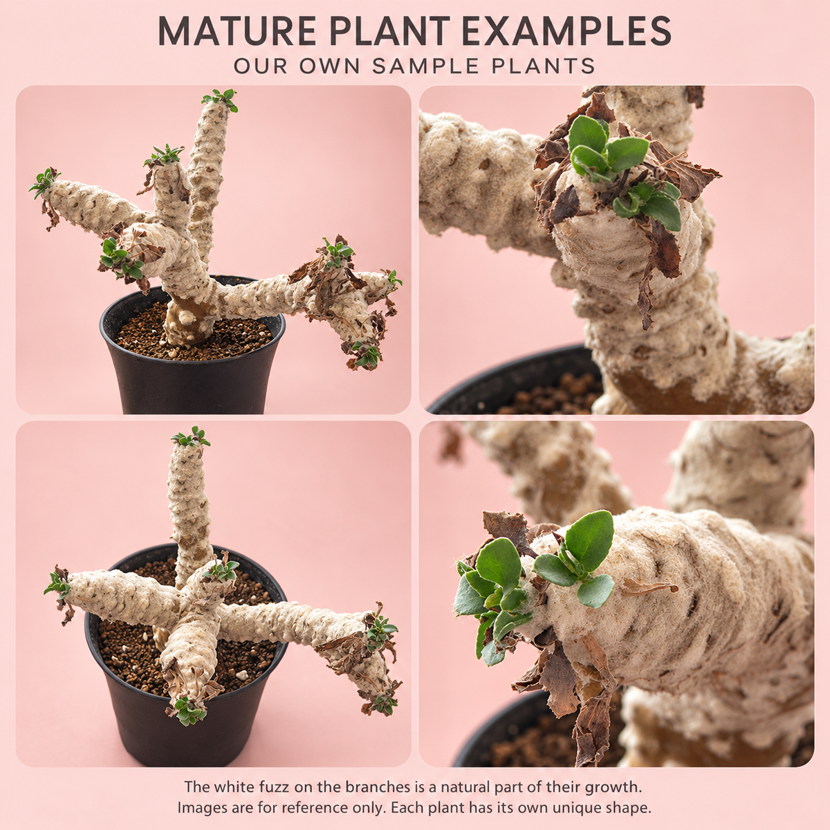 Baby Othonna lepidocaulis Caudex Succulent | Rare Collector Plant Gift, Plant lover Gift