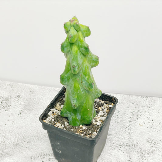 Boobie Cactus  UK- Chic Chic Plants