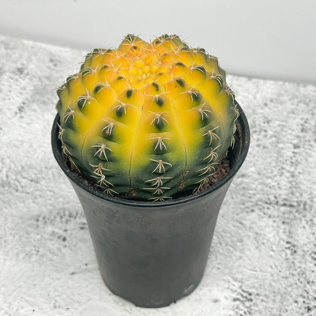 Cat Paws Cactus- Chic Chic Plants