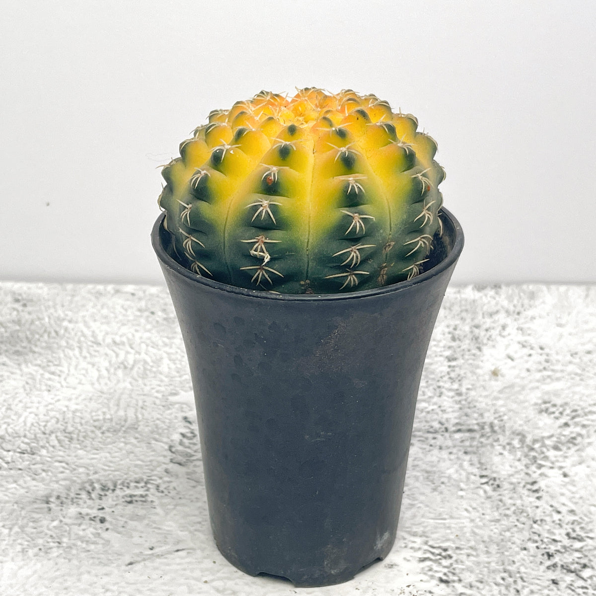 Cat Paws Cactus- Chic Chic Plants
