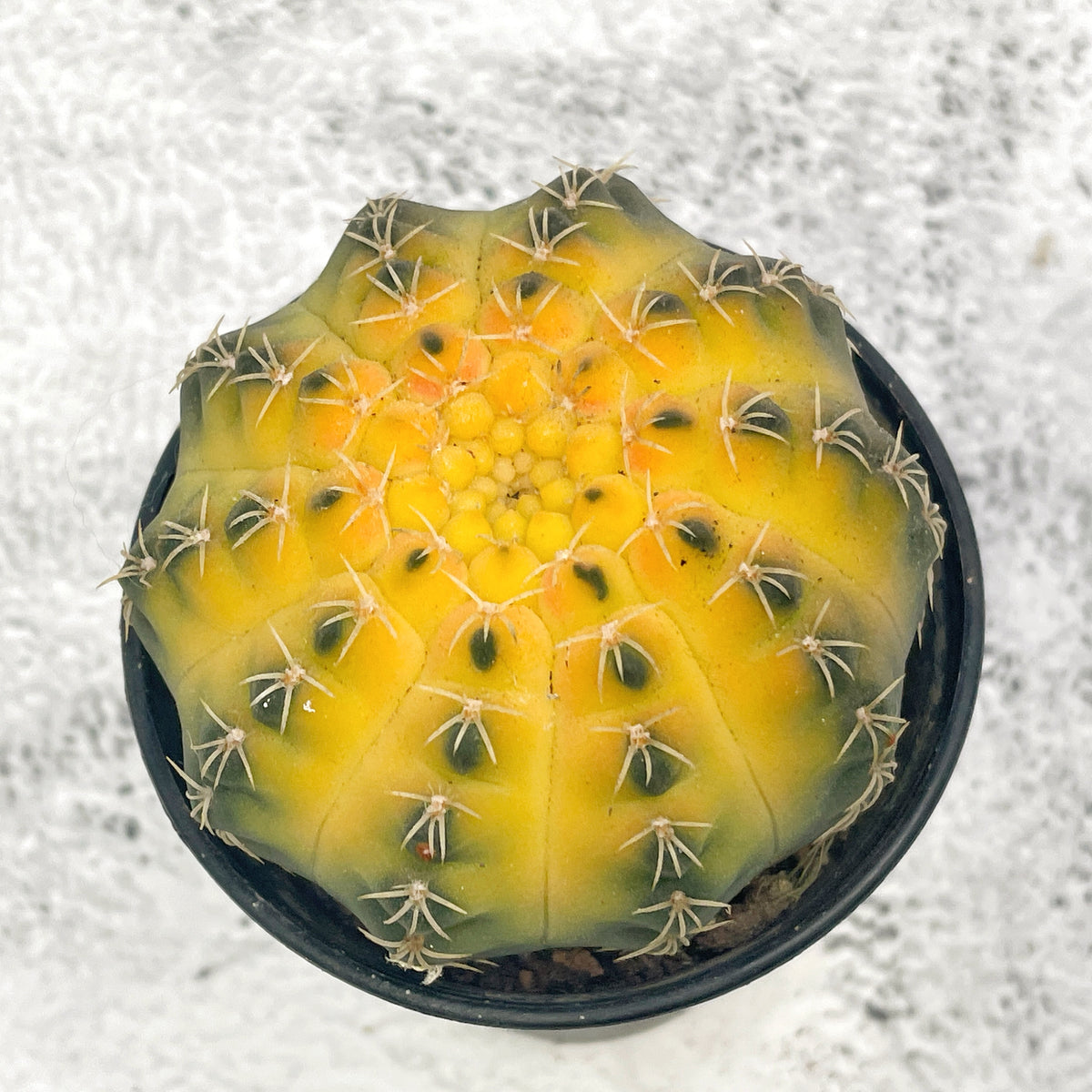 Cat Paws Cactus- Chic Chic Plants