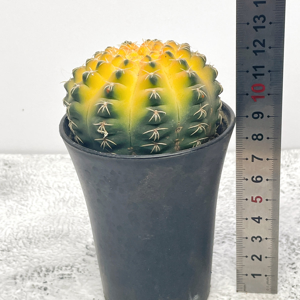 Cat Paws Cactus- Chic Chic Plants