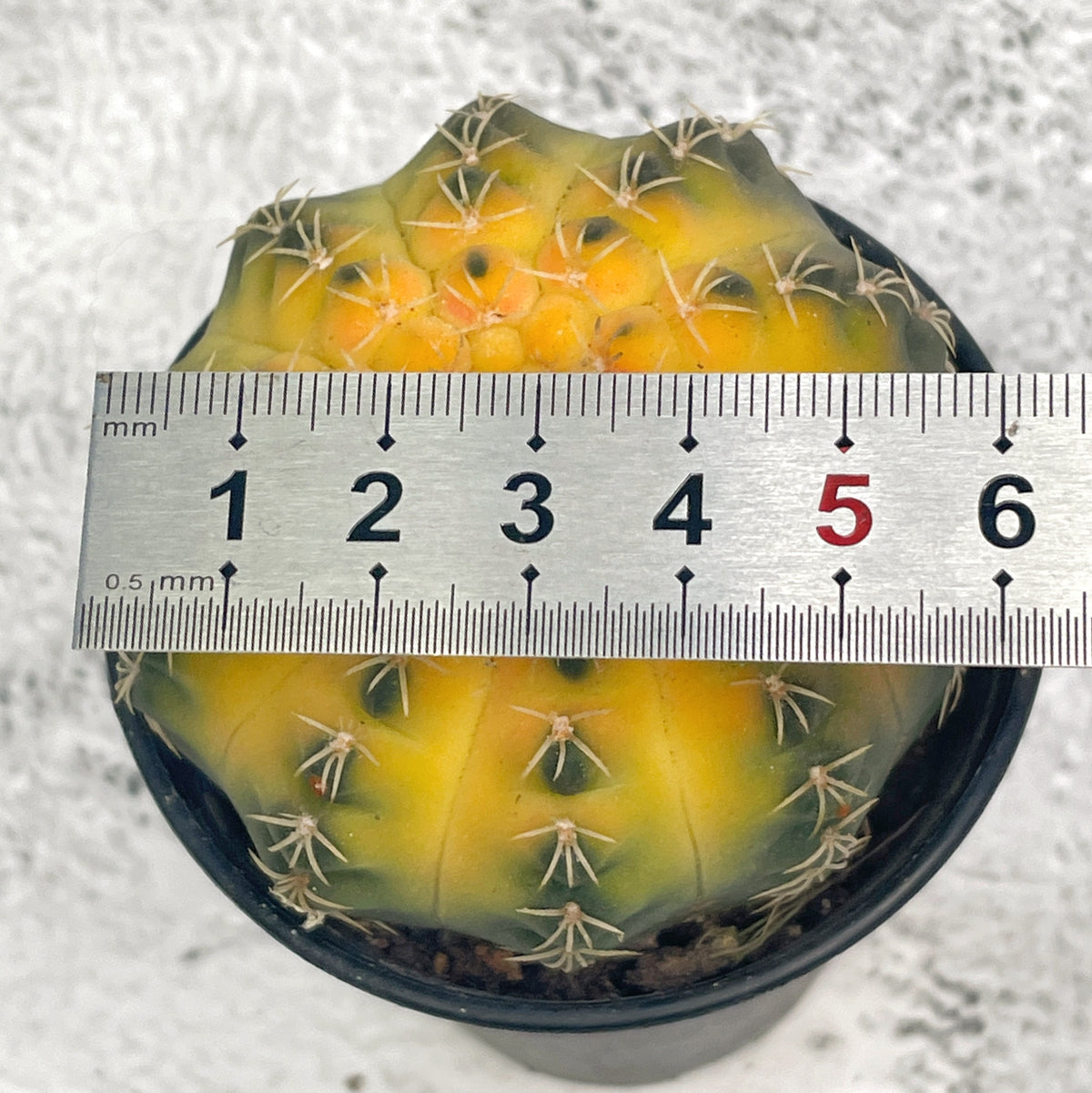Cat Paws Cactus- Chic Chic Plants