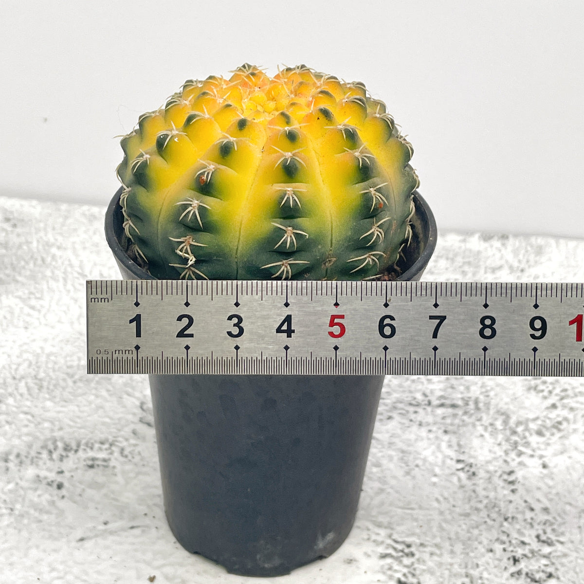 Cat Paws Cactus- Chic Chic Plants