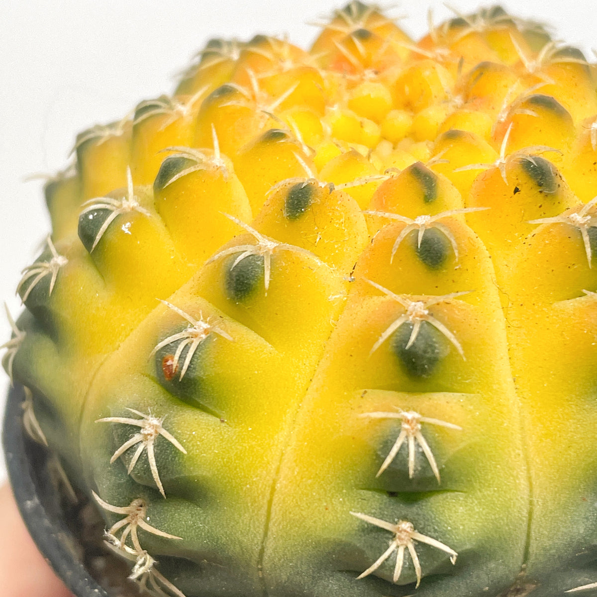Cat Paws Cactus- Chic Chic Plants
