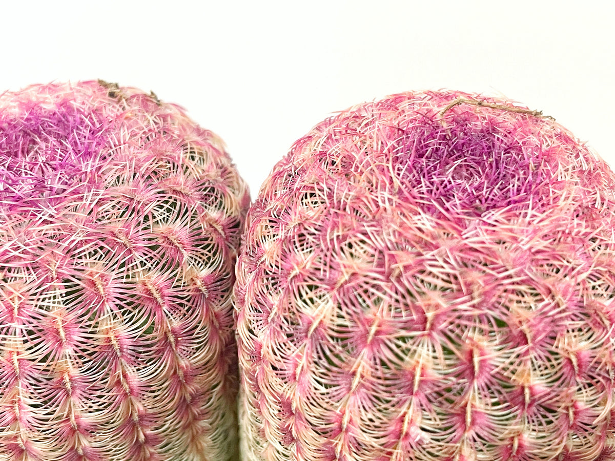 Echinocereus Rigidissimus, Rainbow Cactus 