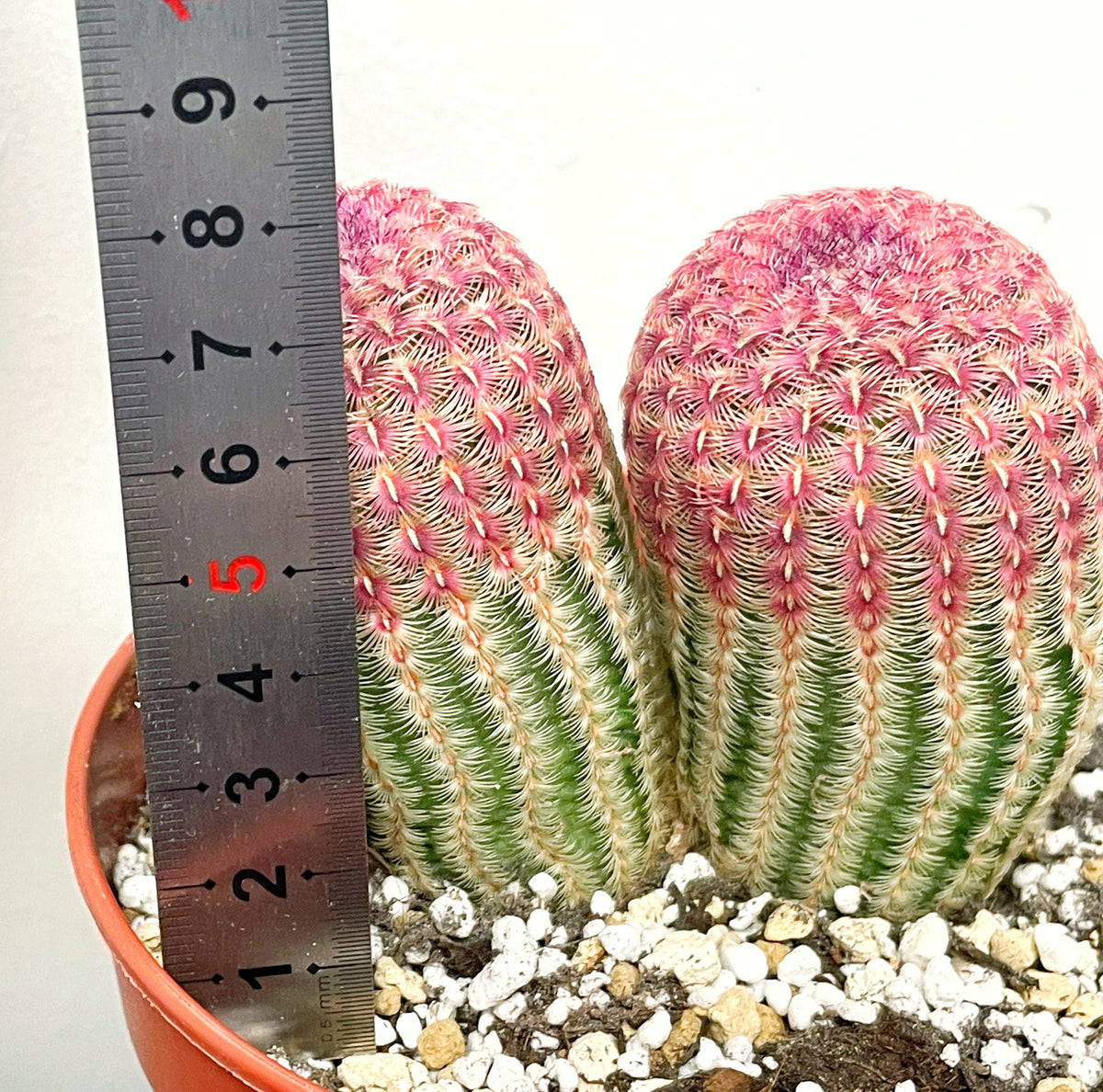 Echinocereus Rigidissimus, Rainbow Cactus 
