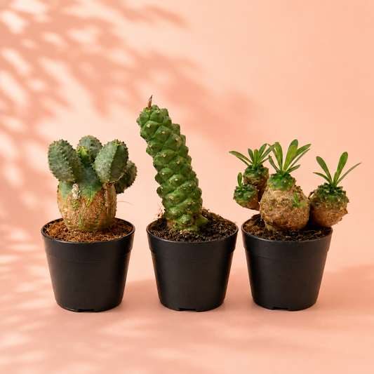 Euphorbia Plant Set
