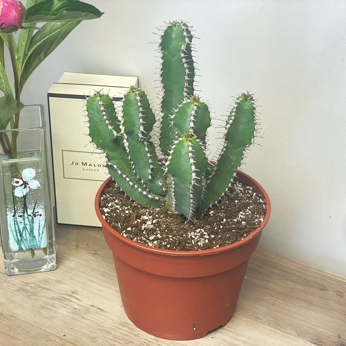 Euphorbia Polyacantha - 0
