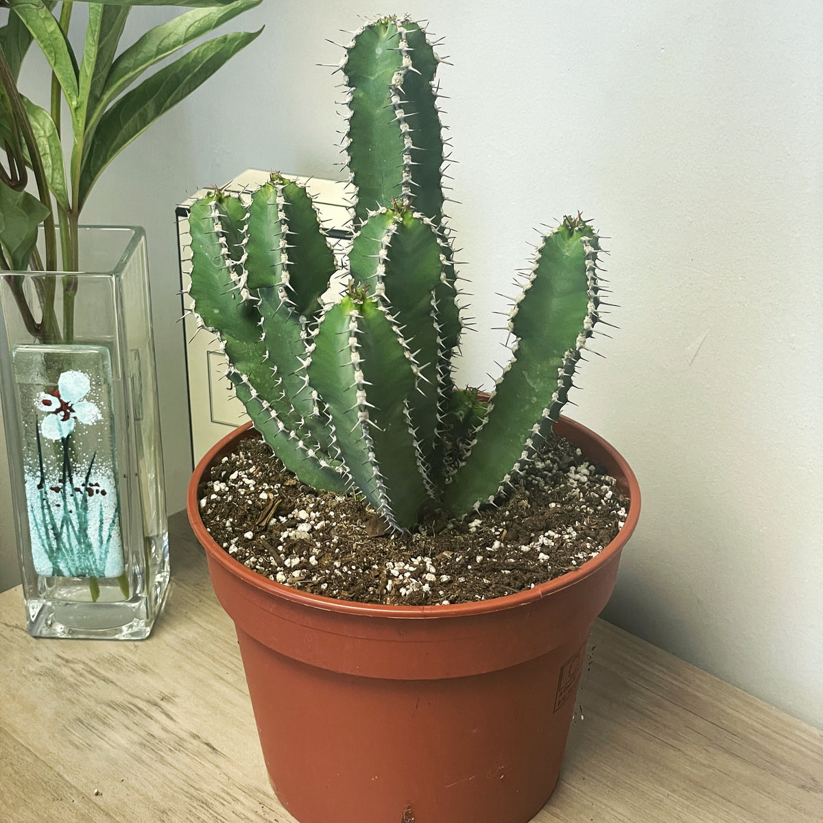 Euphorbia Polyacantha - 0