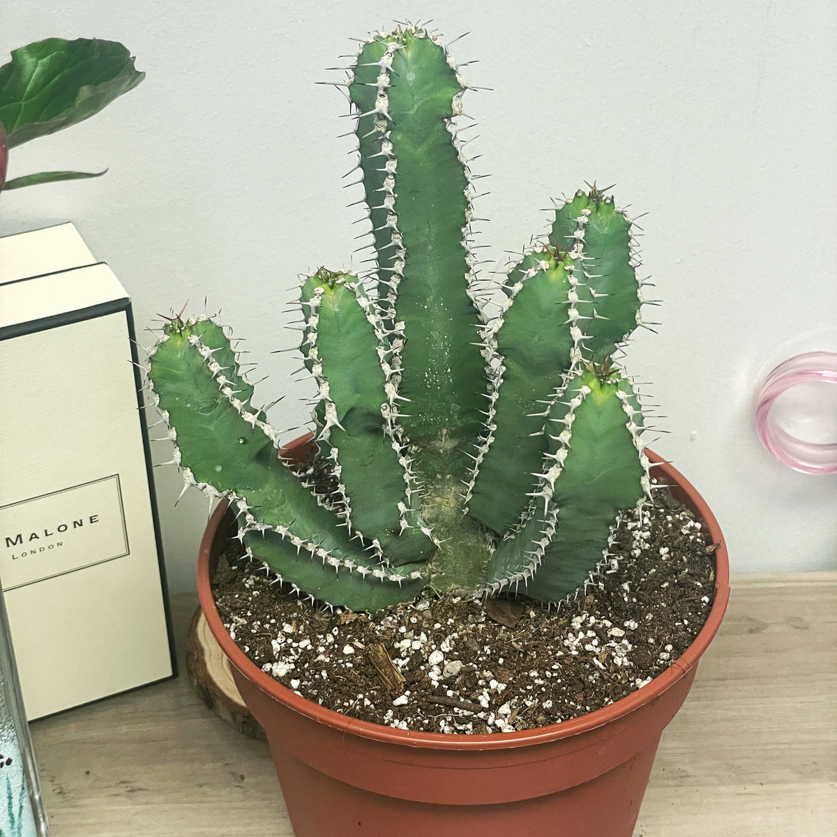 Euphorbia Polyacantha - 0