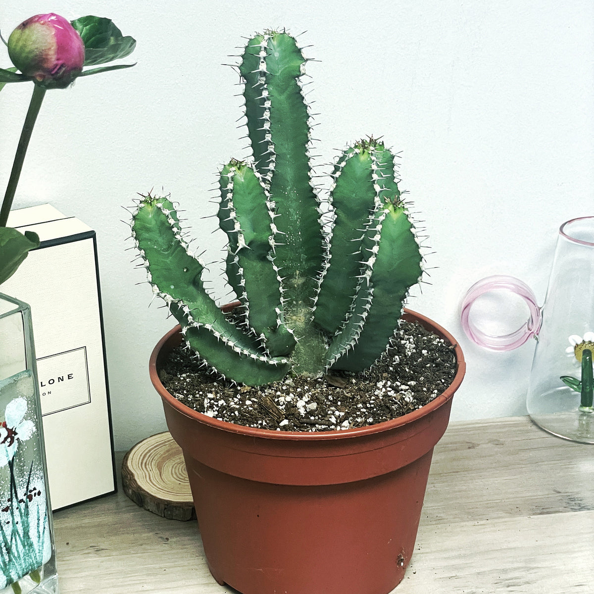 Euphorbia Polyacantha - 0