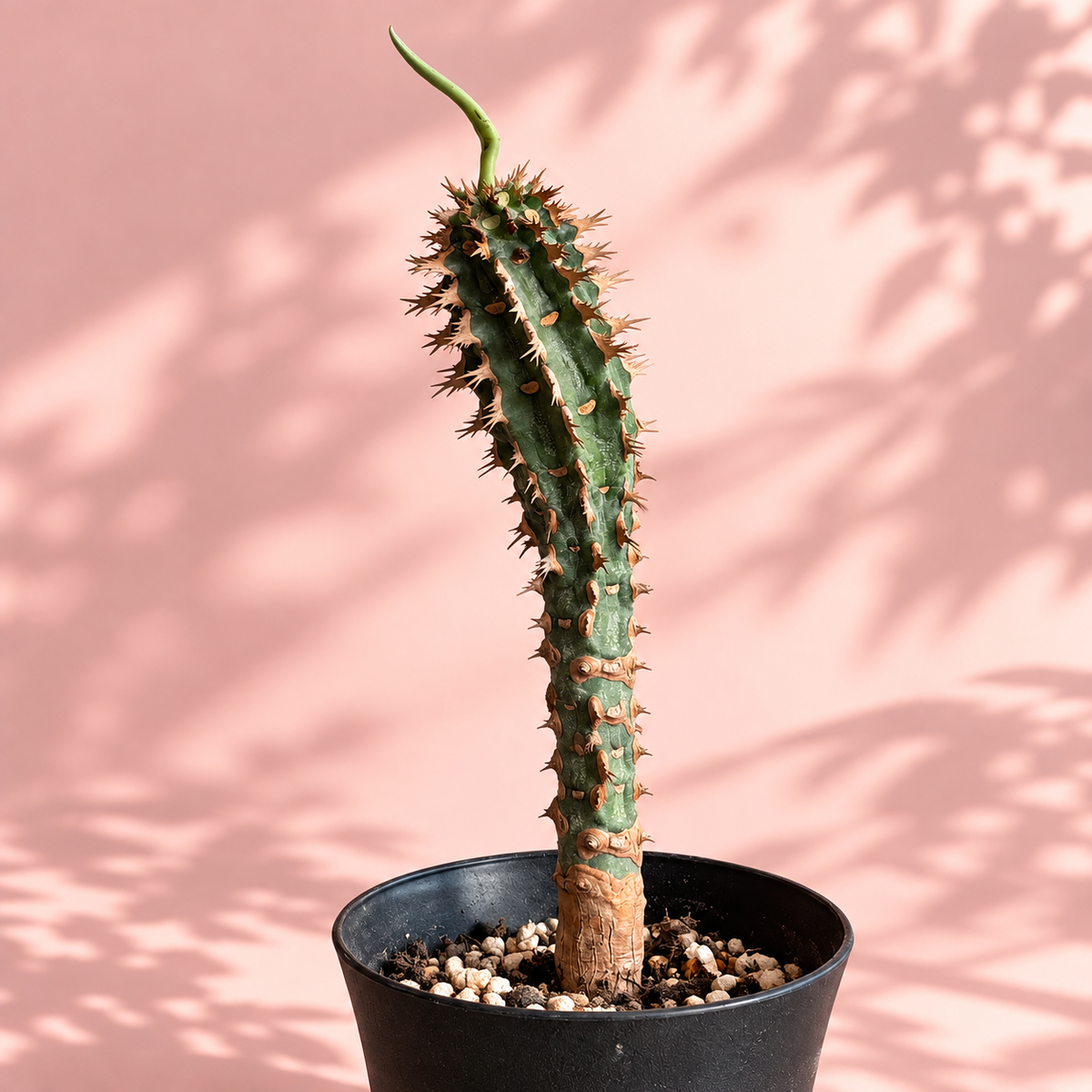 Euphorbia viguieri Spiny Madagascar Succulent | Collector Plant Gift, Plant Lover Gift