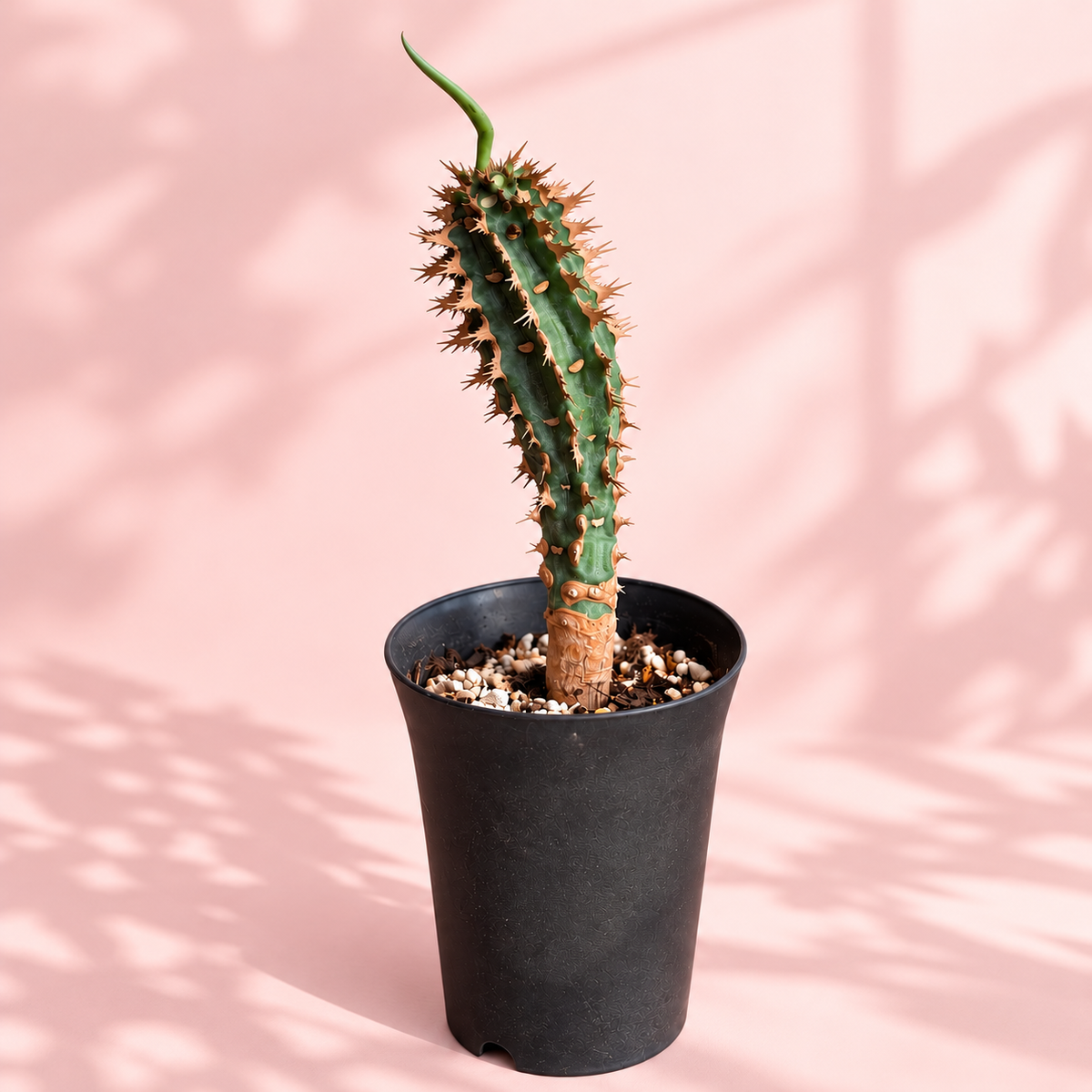 Euphorbia viguieri Spiny Madagascar Succulent | Collector Plant Gift, Plant Lover Gift