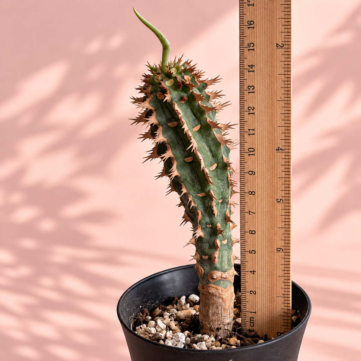 Euphorbia viguieri Spiny Madagascar Succulent | Collector Plant Gift, Plant Lover Gift