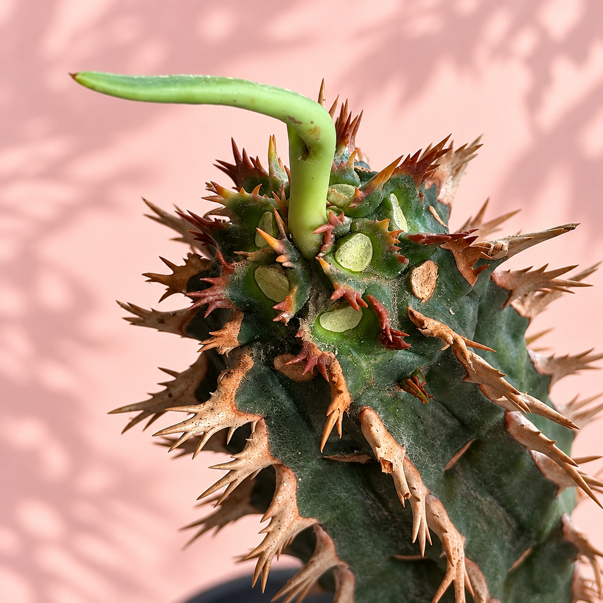Euphorbia viguieri Spiny Madagascar Succulent | Collector Plant Gift, Plant Lover Gift