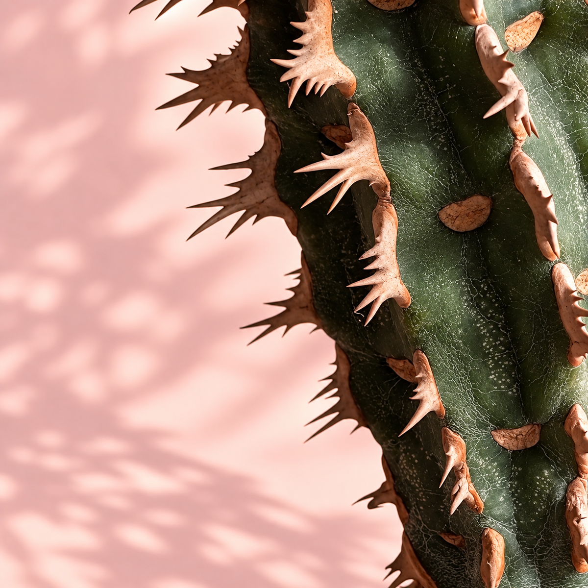 Euphorbia viguieri Spiny Madagascar Succulent | Collector Plant Gift, Plant Lover Gift
