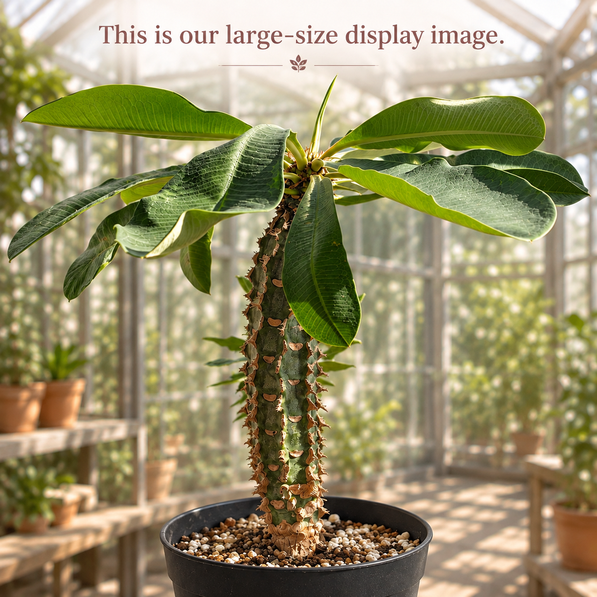 Euphorbia viguieri Spiny Madagascar Succulent | Collector Plant Gift, Plant Lover Gift