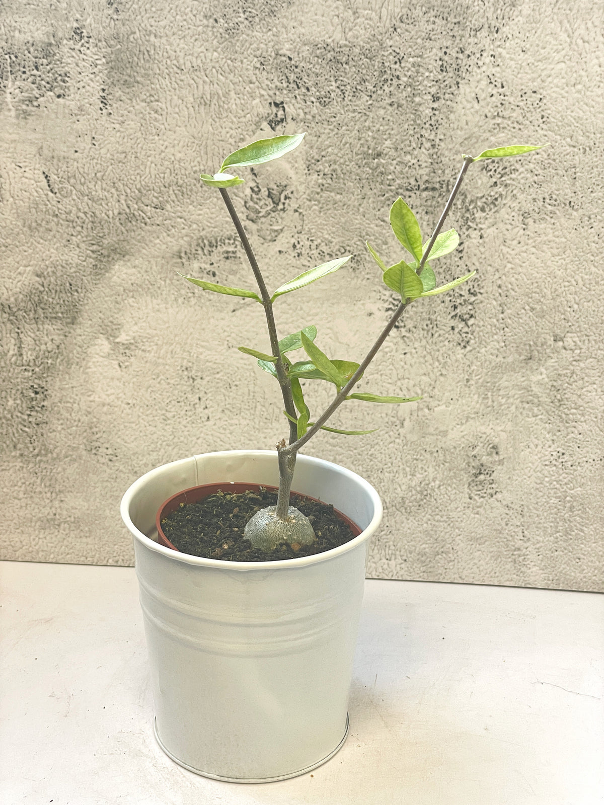 Fockea edula – Unique Caudex Plant