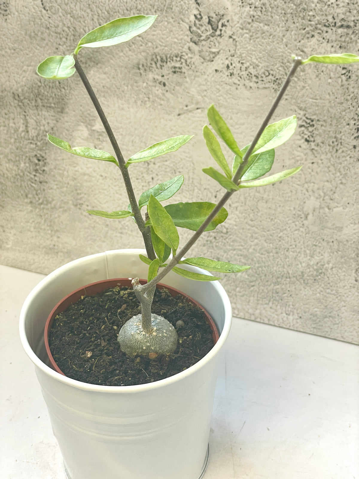 Fockea edula – Unique Caudex Plant