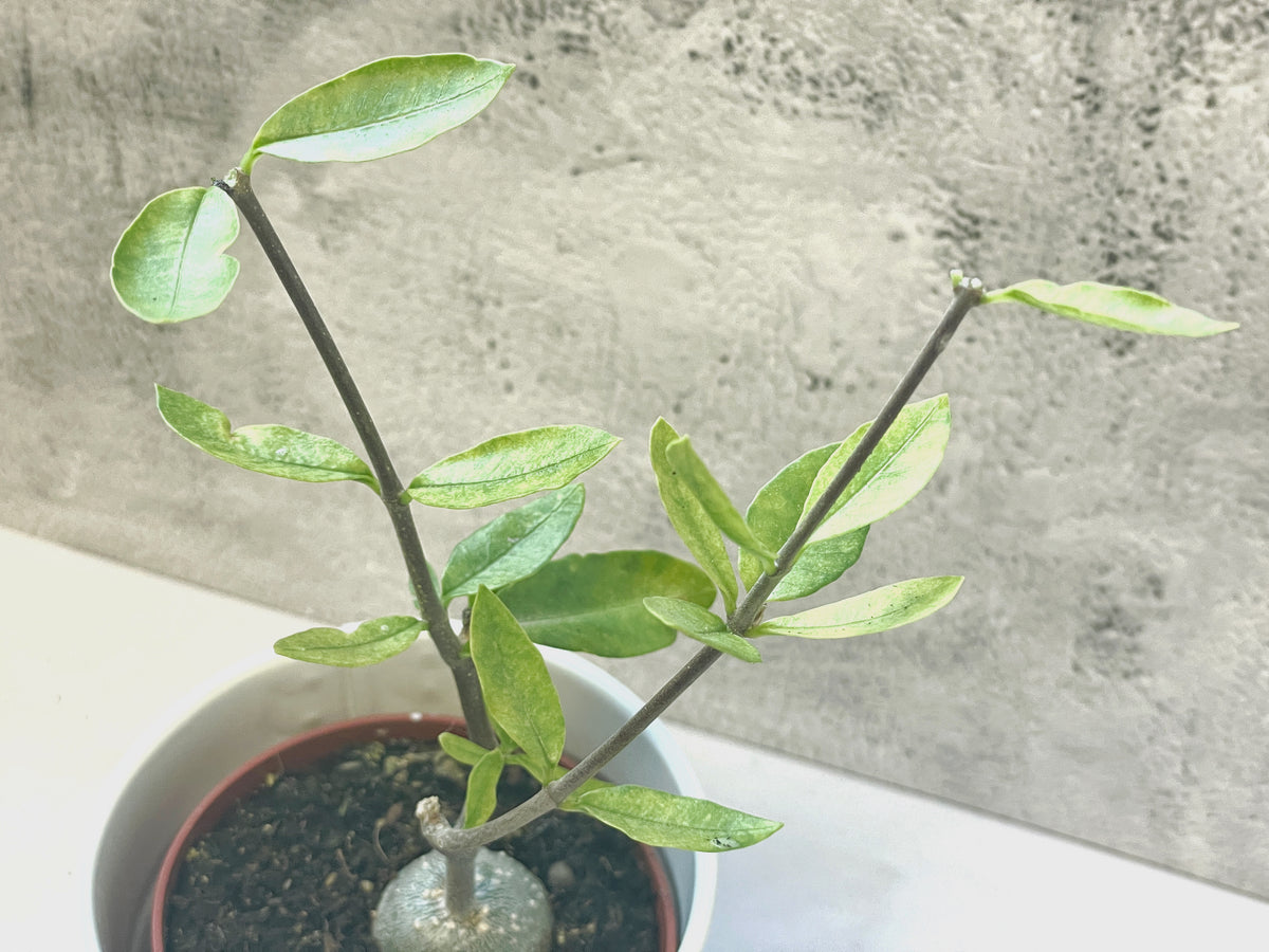 Fockea edula – Unique Caudex Plant