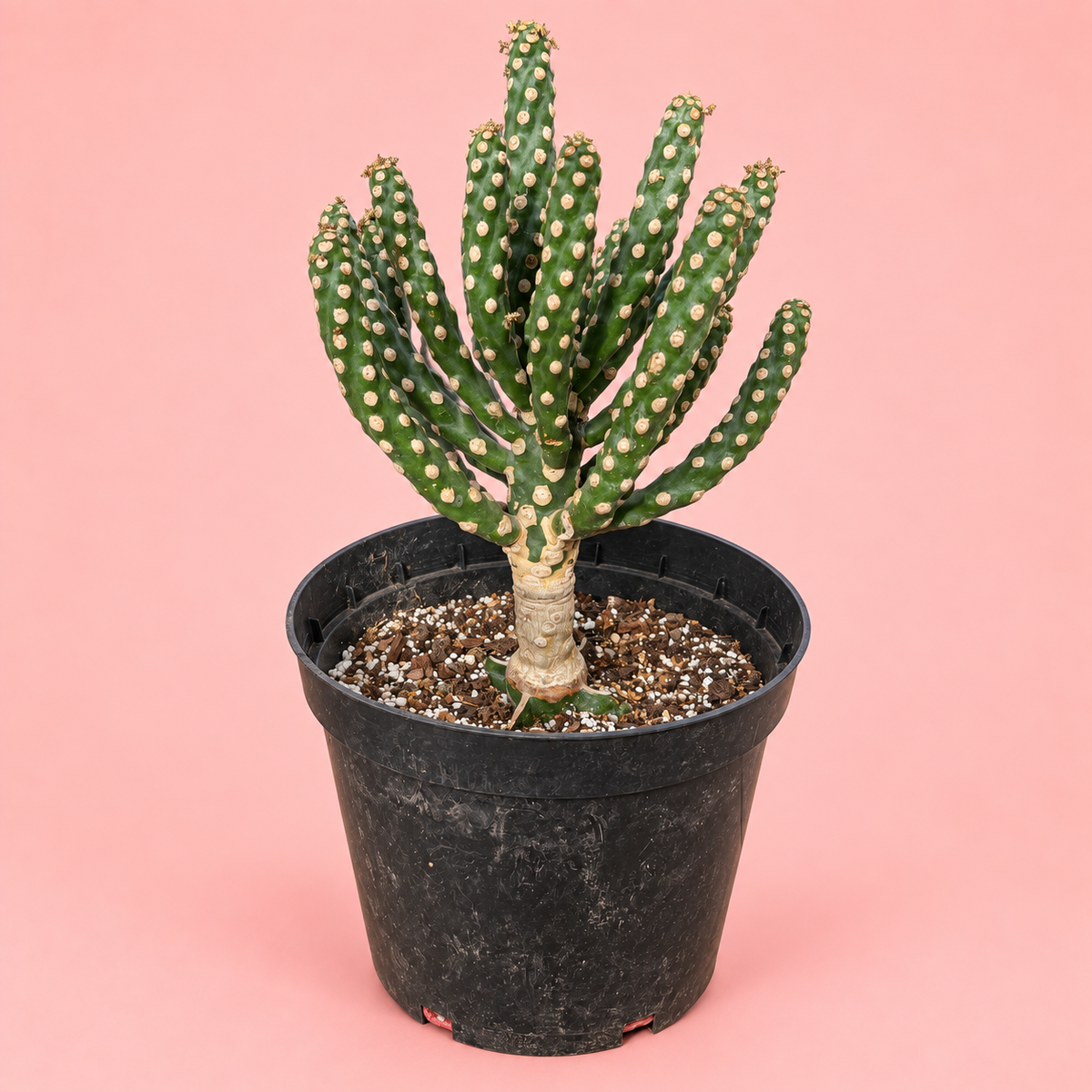Giant Spineless Eve's Needle Cactus, Austrocylindropuntia Monstrosa | Rare Collector Plant Gift, Christmas Gift