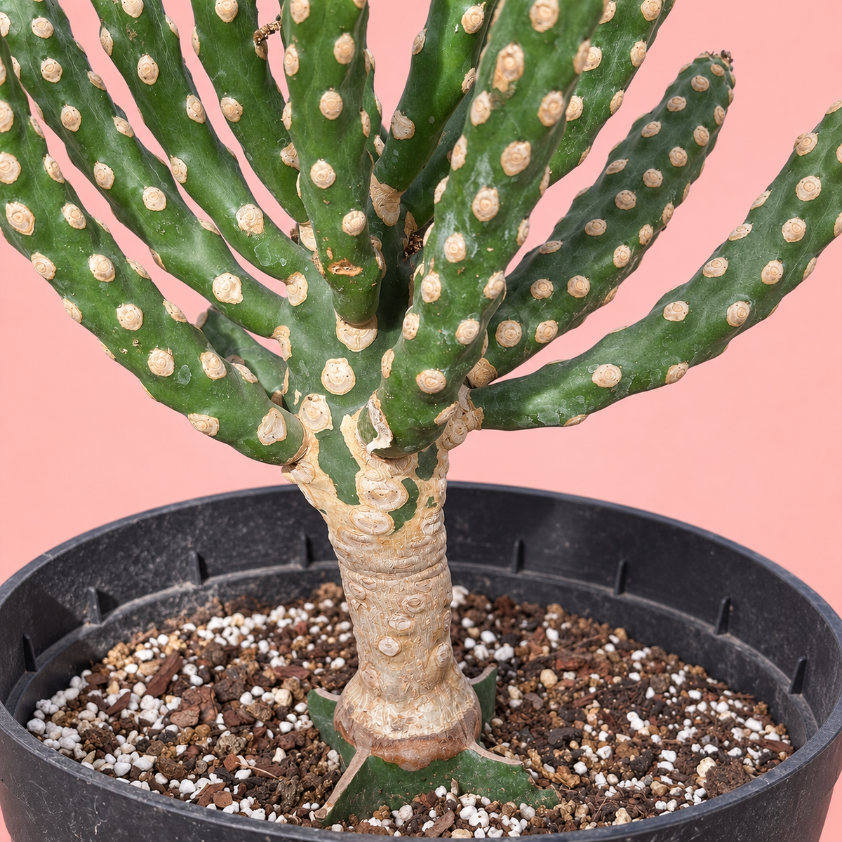 Giant Spineless Eve's Needle Cactus, Austrocylindropuntia Monstrosa | Rare Collector Plant Gift, Christmas Gift