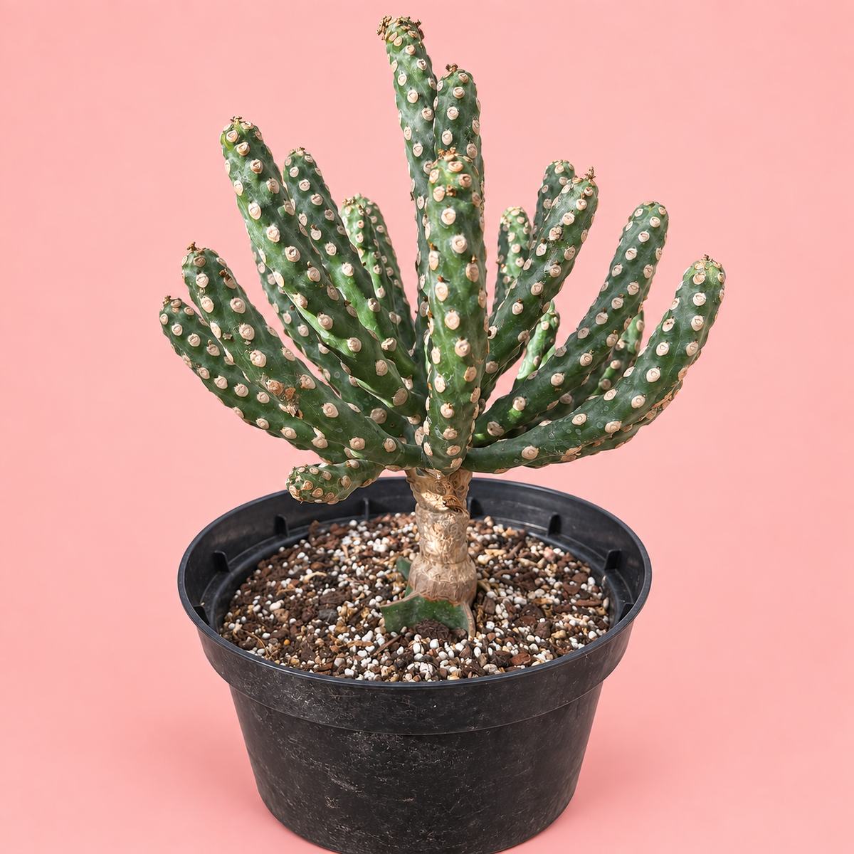 Giant Spineless Eve's Needle Cactus, Austrocylindropuntia Monstrosa | Rare Collector Plant Gift, Christmas Gift
