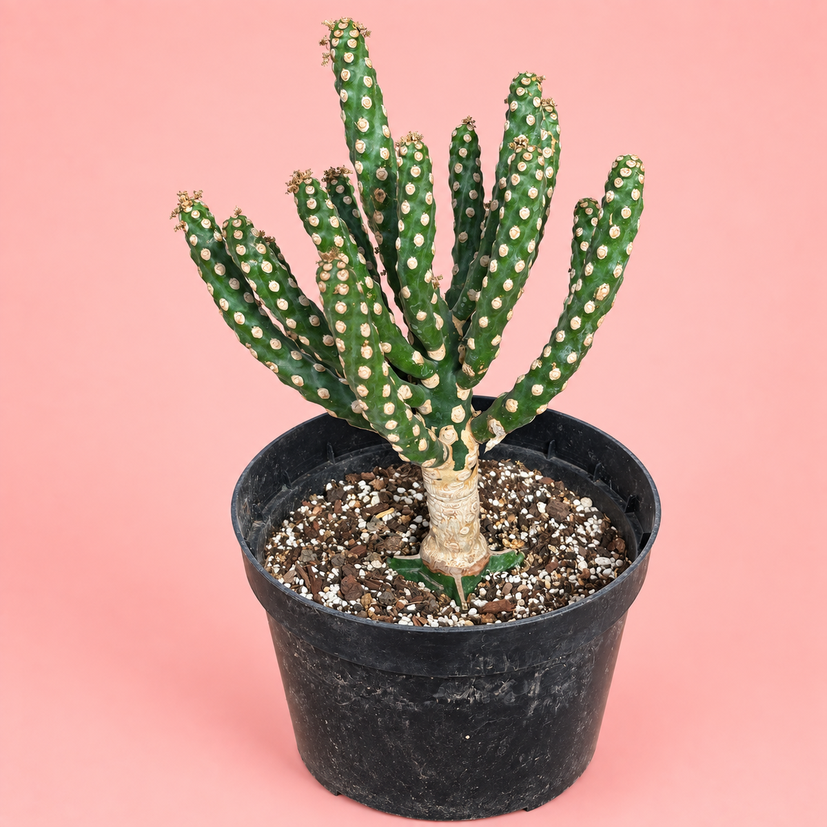 Giant Spineless Eve's Needle Cactus, Austrocylindropuntia Monstrosa | Rare Collector Plant Gift, Christmas Gift
