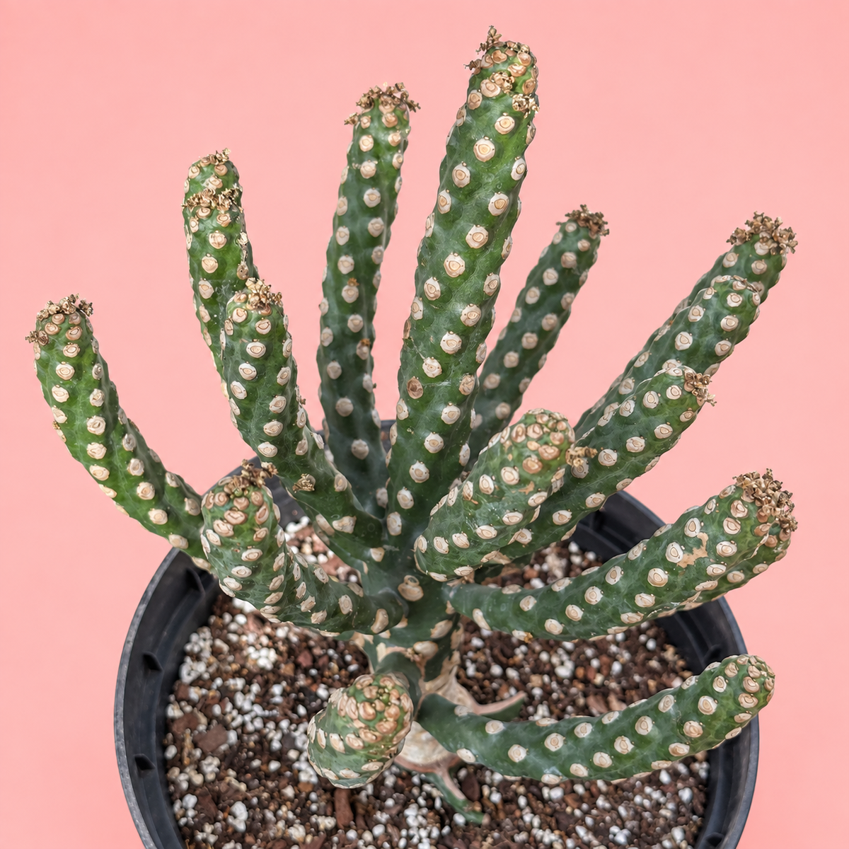 Giant Spineless Eve's Needle Cactus, Austrocylindropuntia Monstrosa | Rare Collector Plant Gift, Christmas Gift