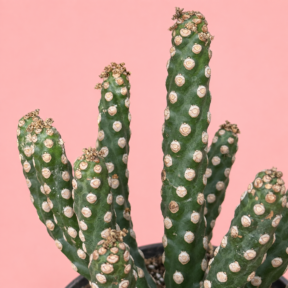 Giant Spineless Eve's Needle Cactus, Austrocylindropuntia Monstrosa | Rare Collector Plant Gift, Christmas Gift
