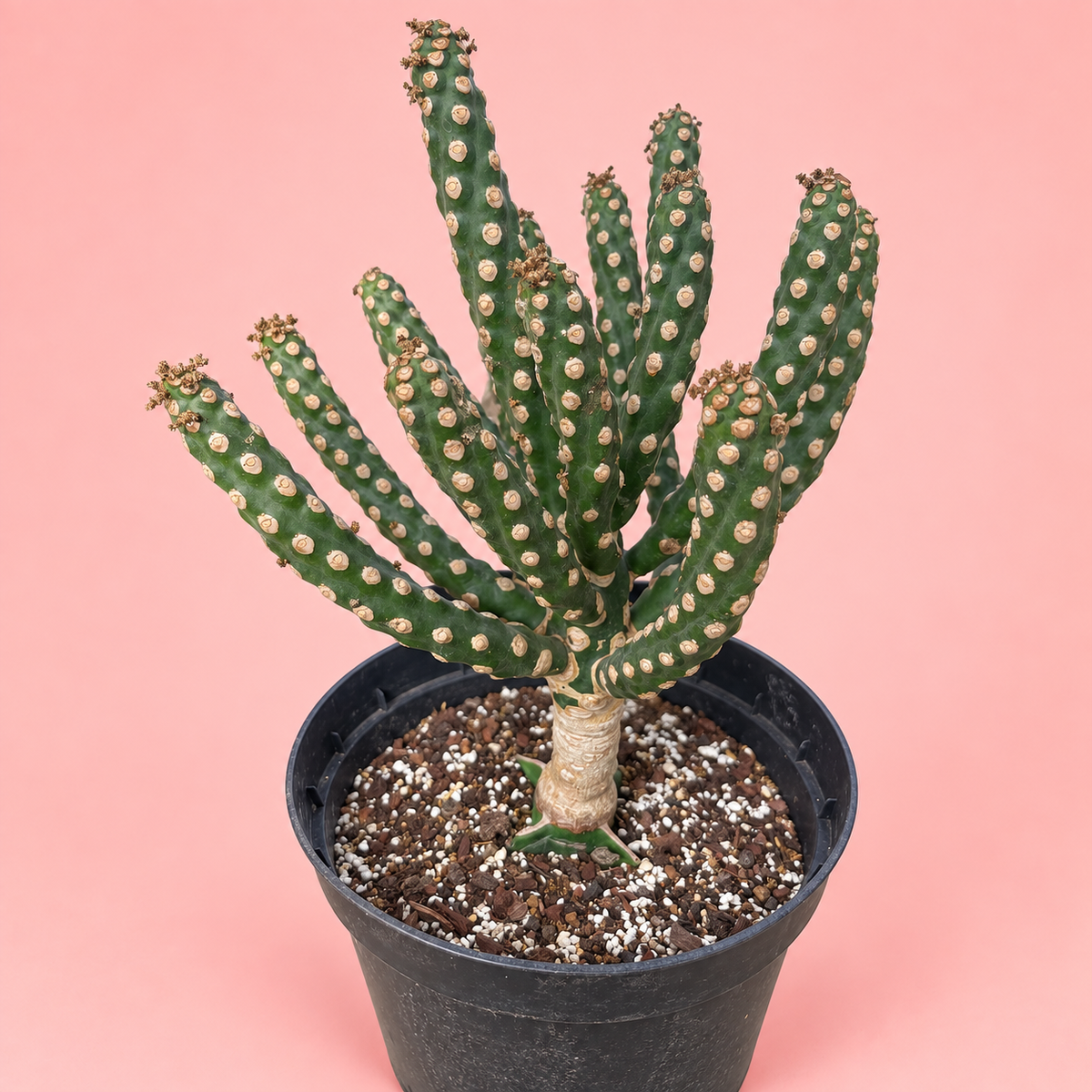 Giant Spineless Eve's Needle Cactus, Austrocylindropuntia Monstrosa | Rare Collector Plant Gift, Christmas Gift