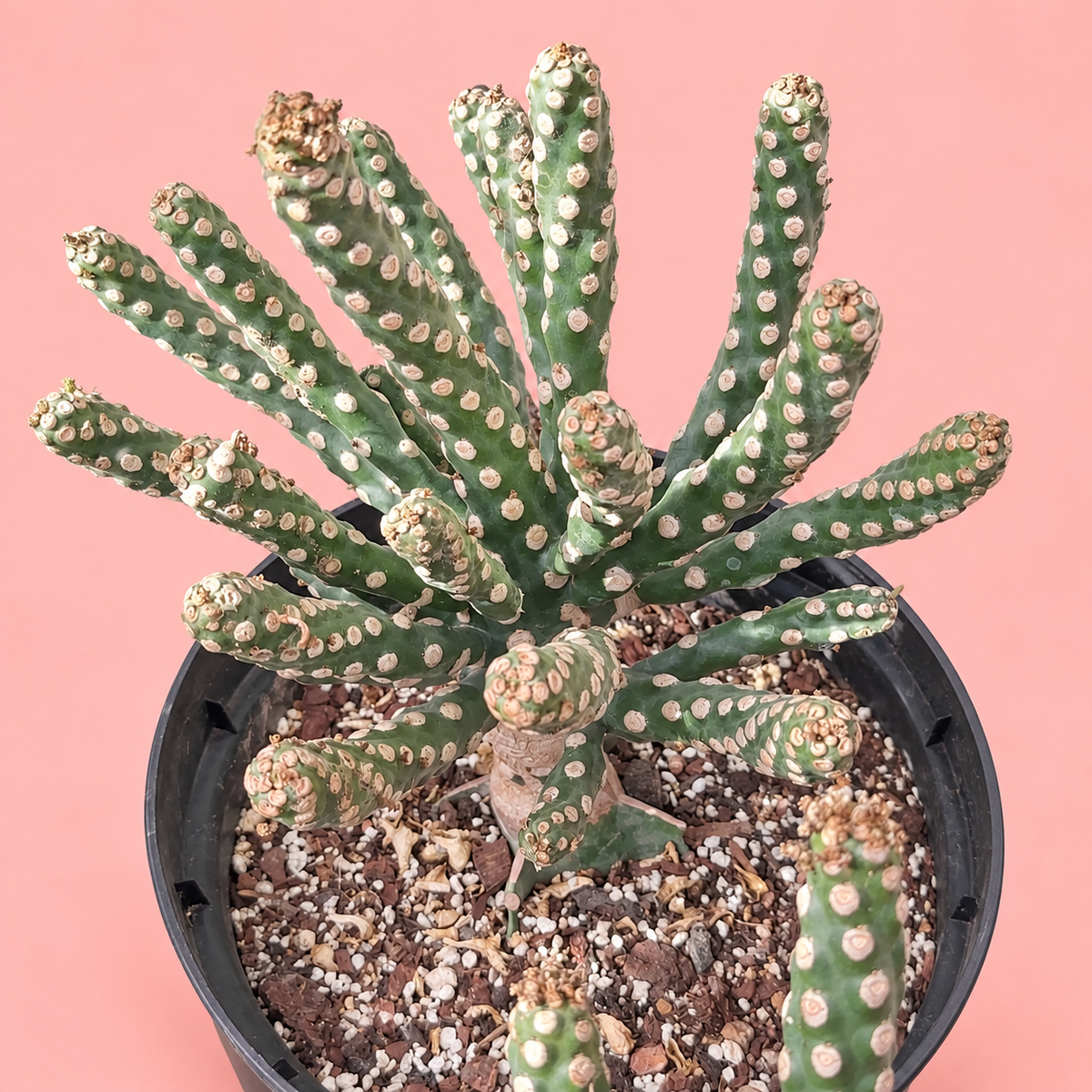 Giant Spineless Eve's Needle Cactus, Austrocylindropuntia Monstrosa | Rare Collector Plant Gift, Christmas Gift
