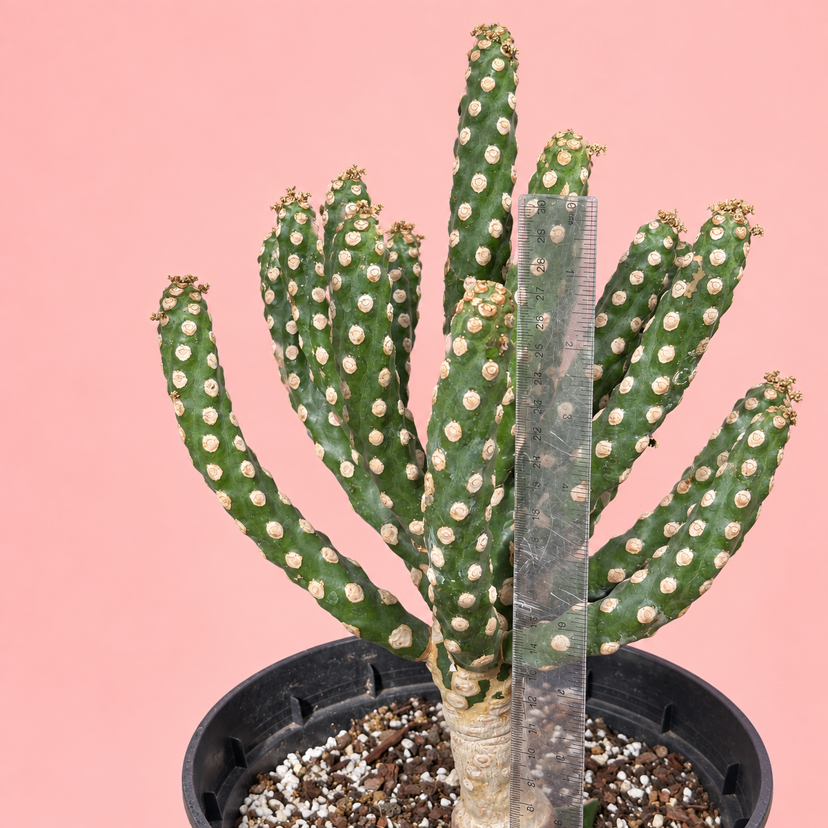 Giant Spineless Eve's Needle Cactus, Austrocylindropuntia Monstrosa | Rare Collector Plant Gift, Christmas Gift